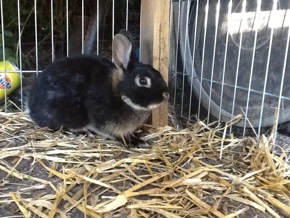 Kanin Batman billede 8