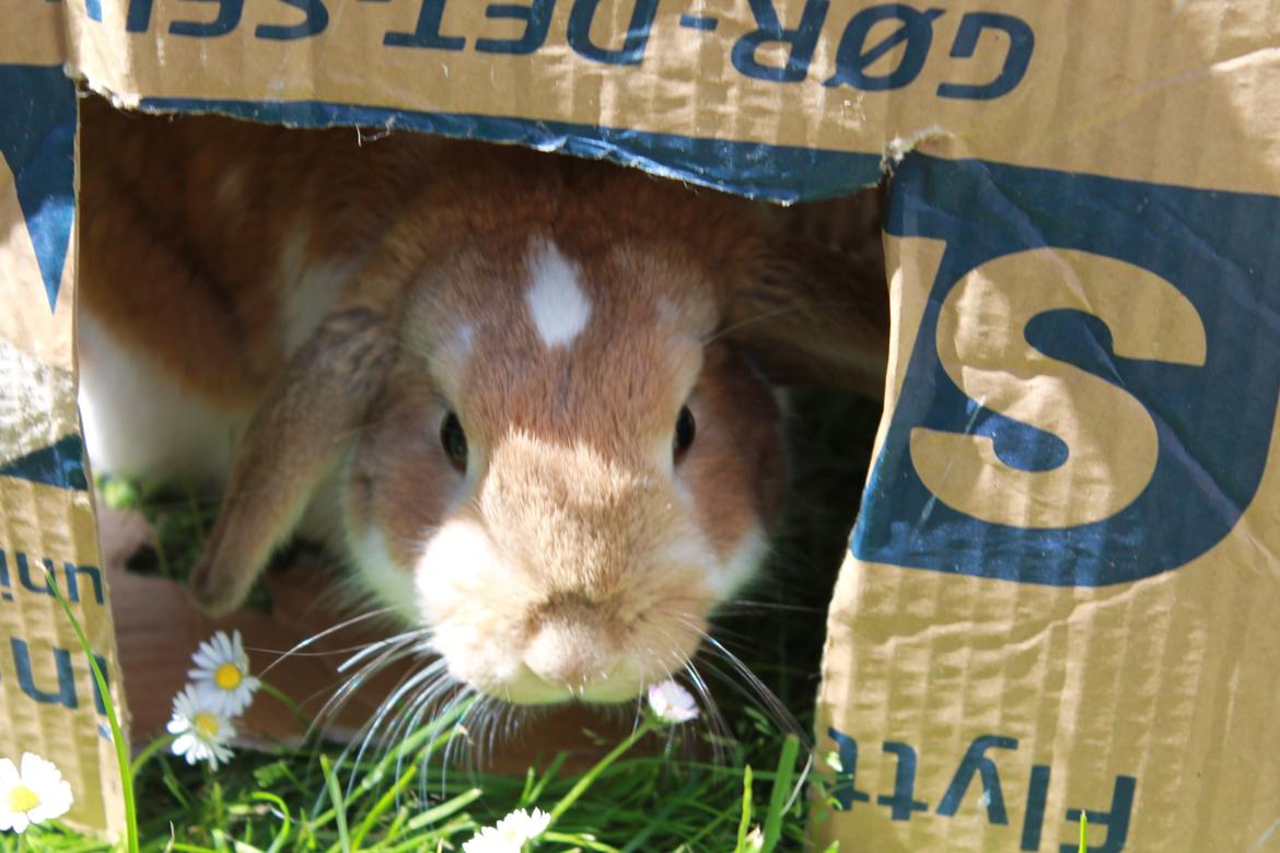 Kanin Rådved Nygård´s Bumblebee billede 14