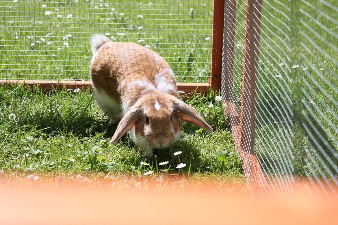 Kanin Rådved Nygård´s Bumblebee billede 15