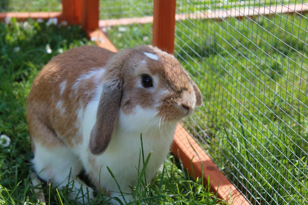 Kanin Rådved Nygård´s Bumblebee billede 16