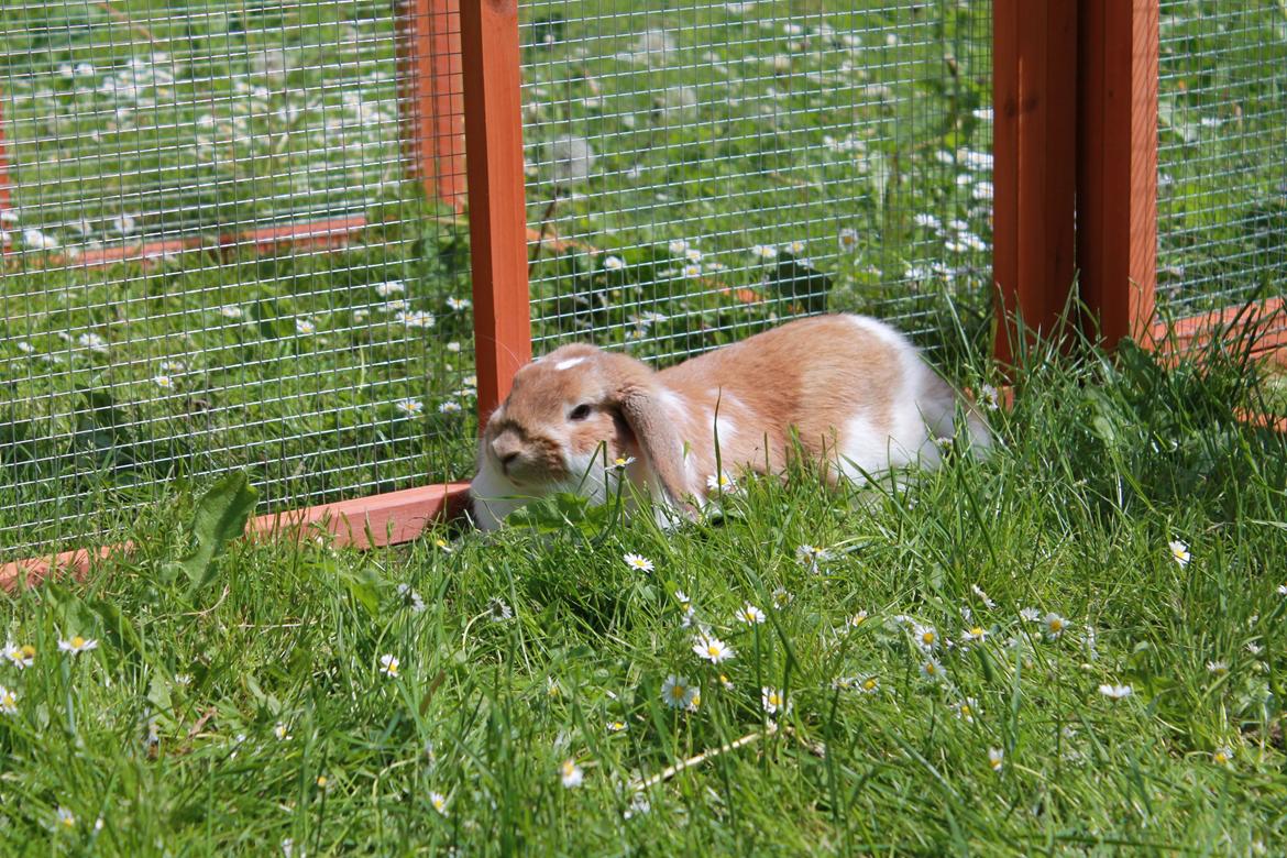 Kanin Rådved Nygård´s Bumblebee billede 17