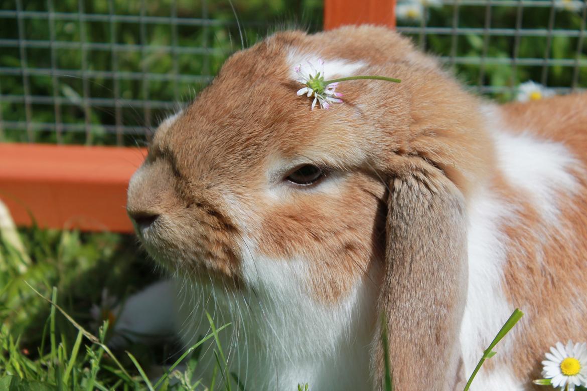 Kanin Rådved Nygård´s Bumblebee billede 18