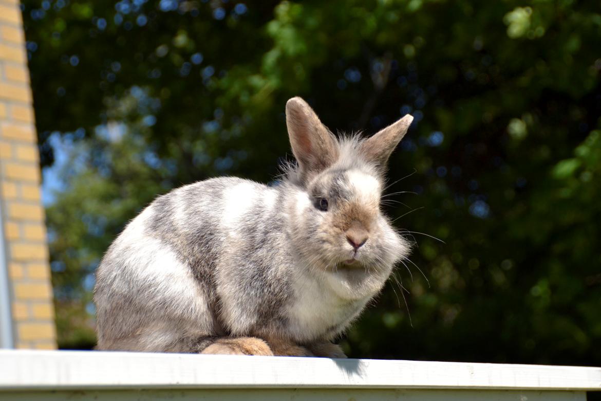 Kanin Fyldbinggaards Cupcake *Solgt* - AM FOTO billede 8