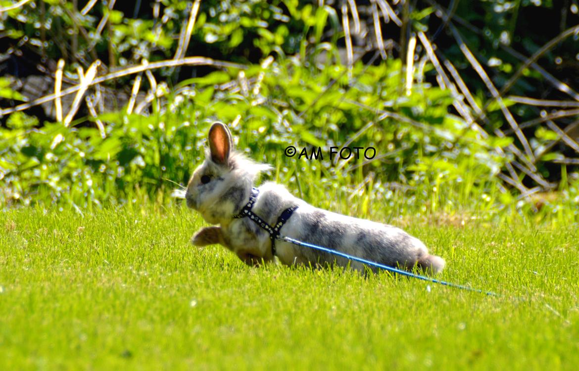 Kanin Fyldbinggaards Cupcake *Solgt* - AM FOTO billede 9