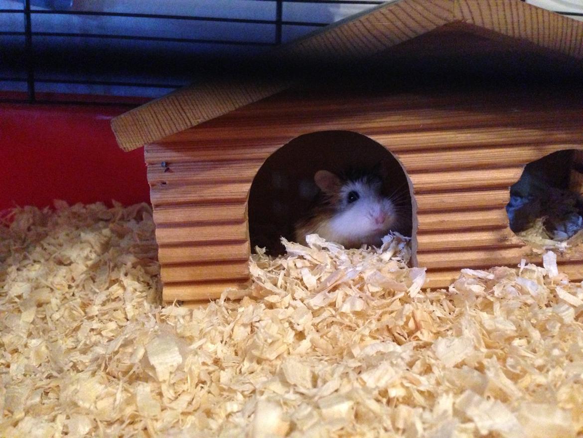 Dværghamster Prinsesse Zamira billede 1