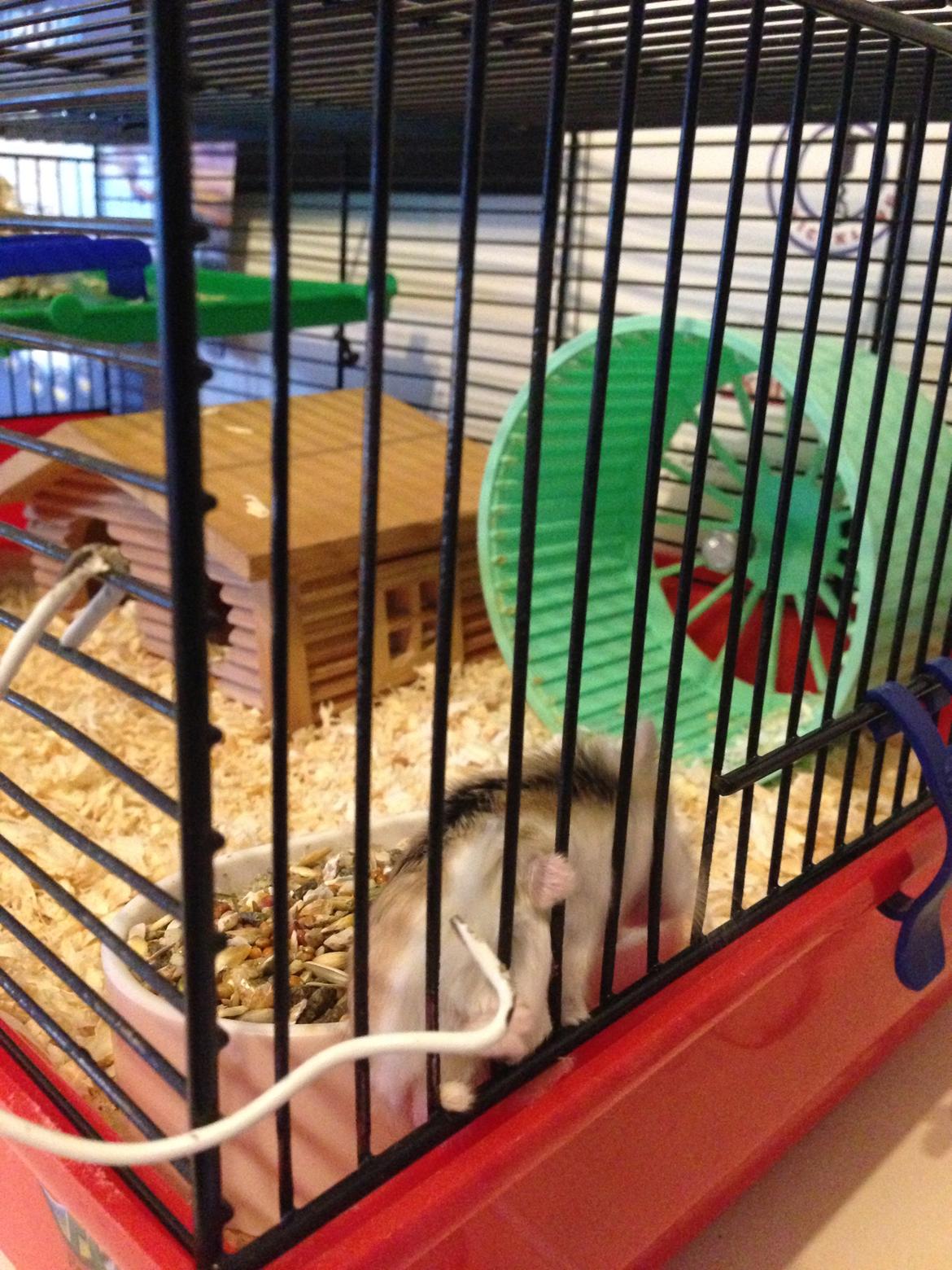 Dværghamster Prinsesse Zamira - Hun elsker at klatre!  billede 2