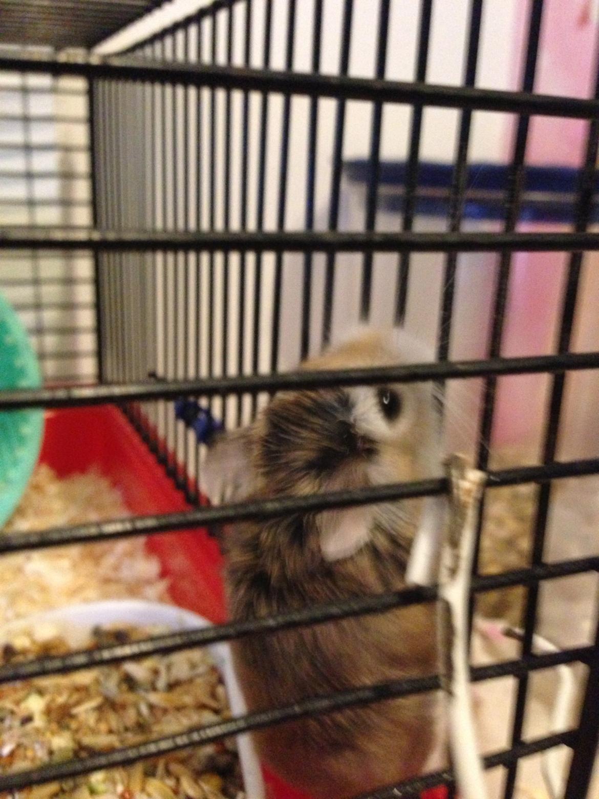 Dværghamster Prinsesse Zamira - Klatre,Klatre og Klaaatre!! <3 billede 3