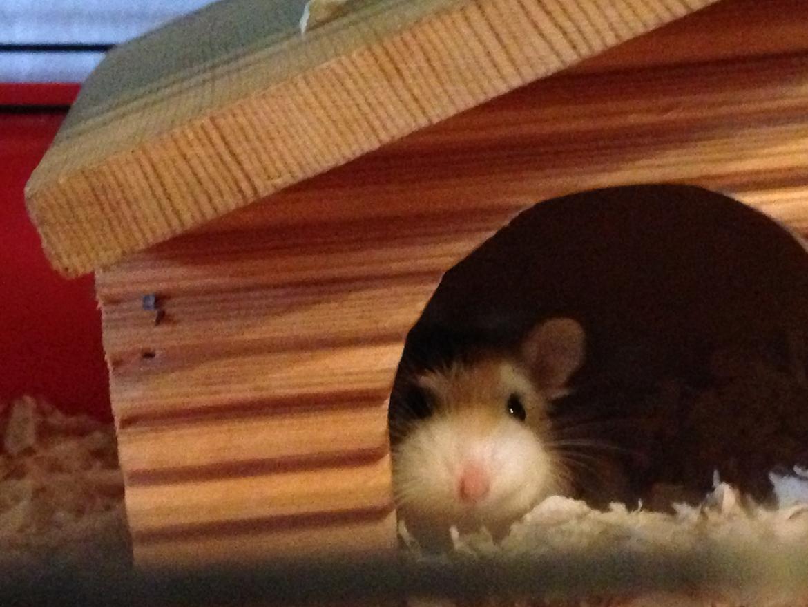 Dværghamster Prinsesse Zamira - Mit fine hus! <3 billede 4