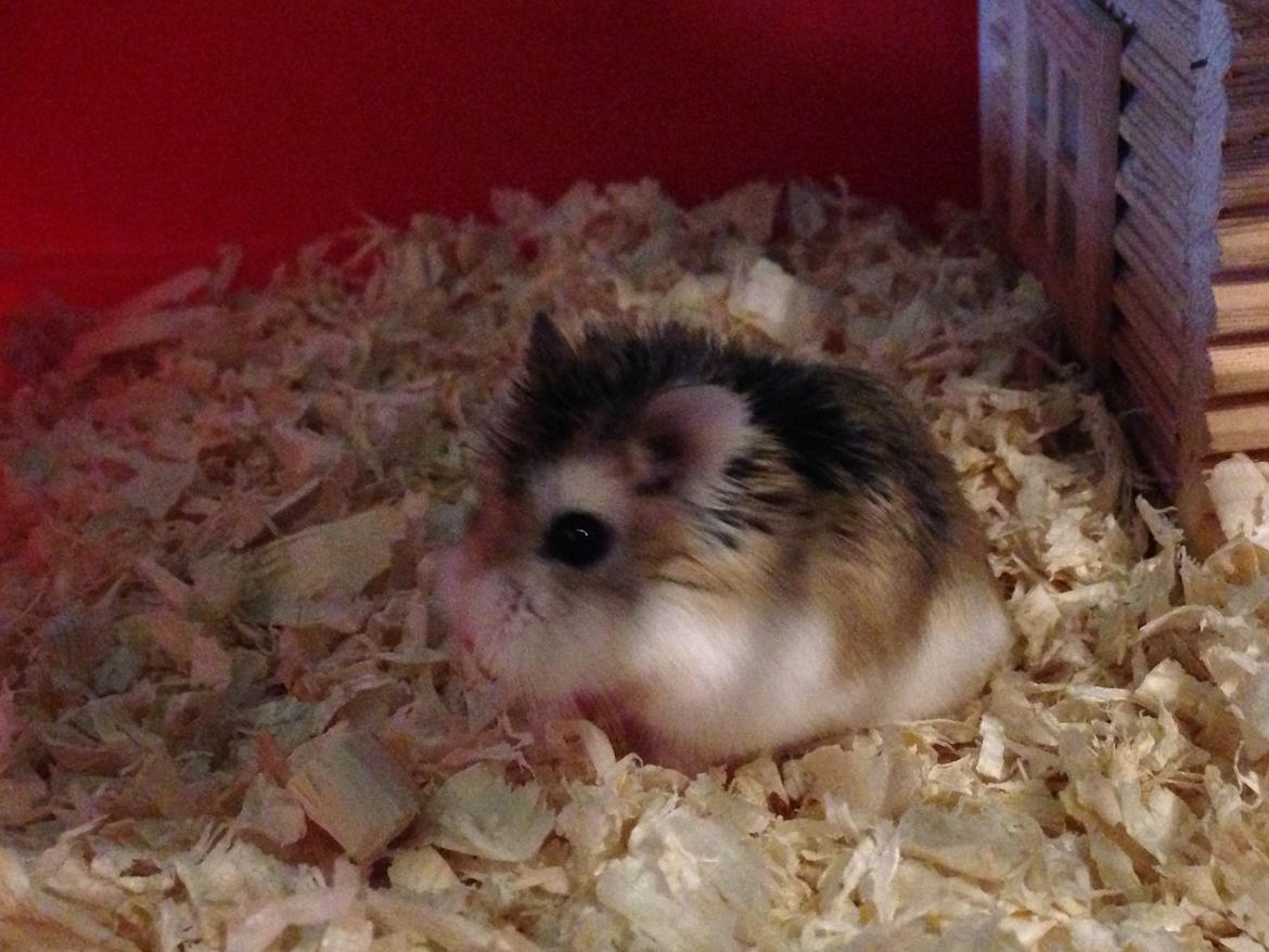 Dværghamster Prinsesse Zamira billede 5