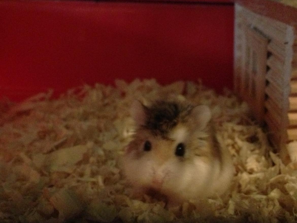 Dværghamster Prinsesse Zamira billede 6