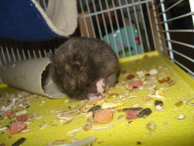 Hamster Tusse´s Toffifee billede 3