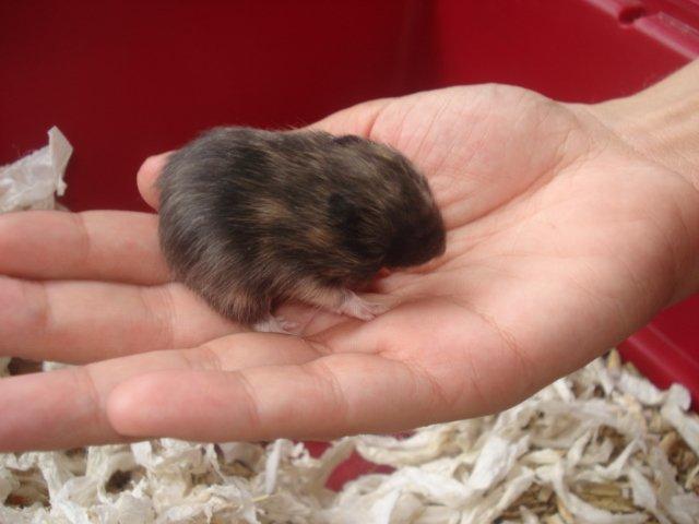 Hamster Tusse´s Toffifee billede 4