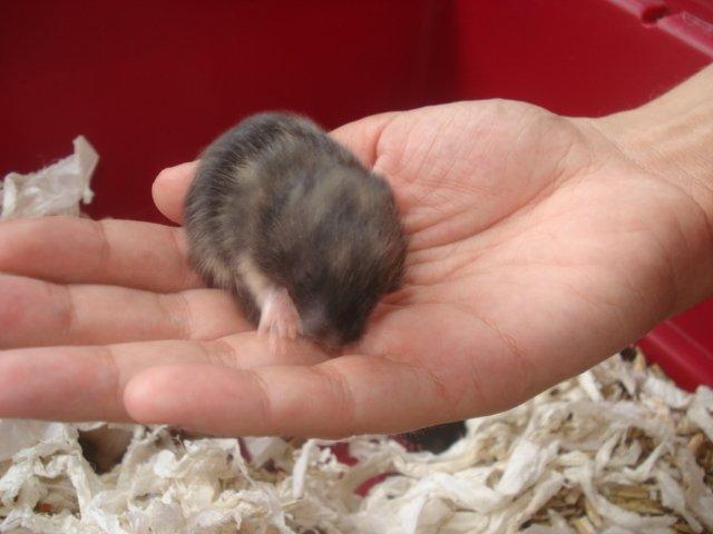 Hamster Tusse´s Toffifee billede 5