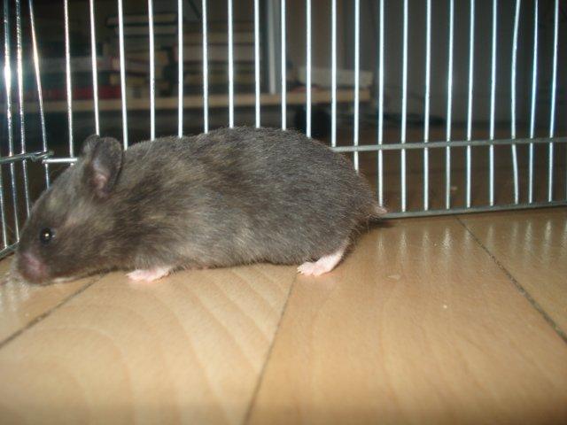 Hamster Tusse´s Toffifee billede 6