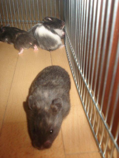 Hamster Tusse´s Toffifee billede 7