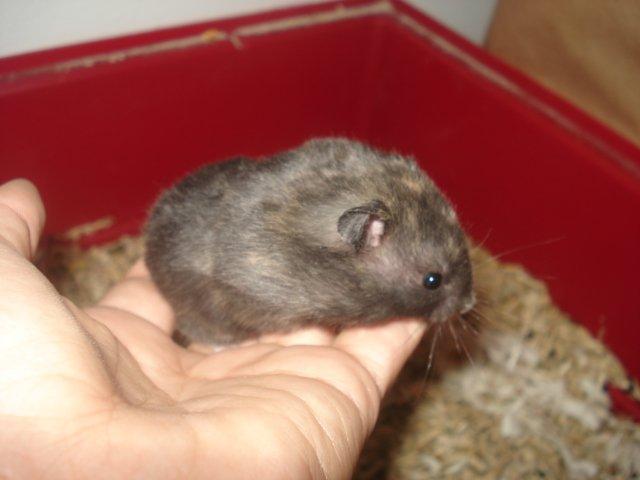 Hamster Tusse´s Toffifee billede 8