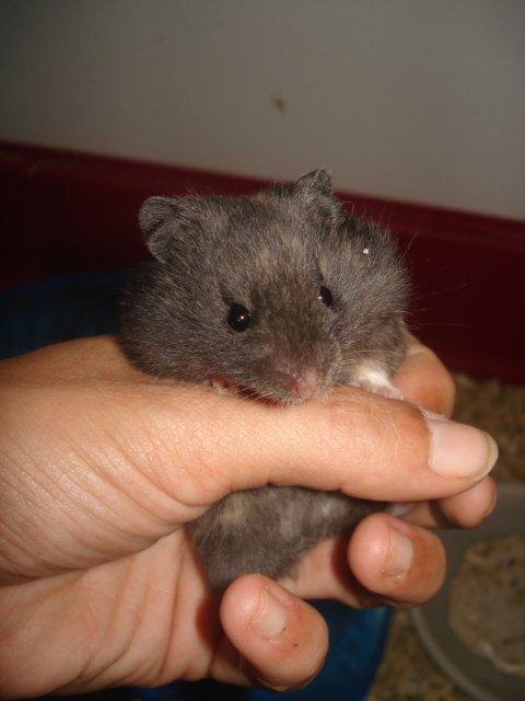 Hamster Tusse´s Toffifee billede 9