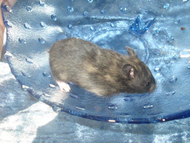 Hamster Tusse´s Toffifee billede 10