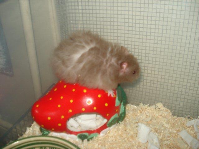 Hamster Tusse´s Houston billede 16