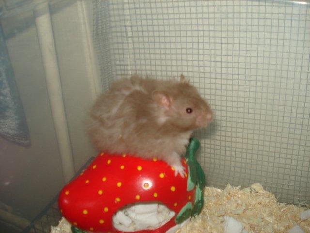 Hamster Tusse´s Houston billede 17