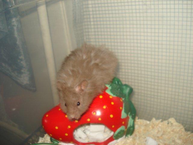 Hamster Tusse´s Houston billede 18