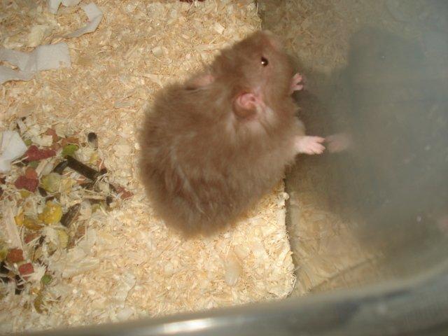 Hamster Tusse´s Houston billede 19