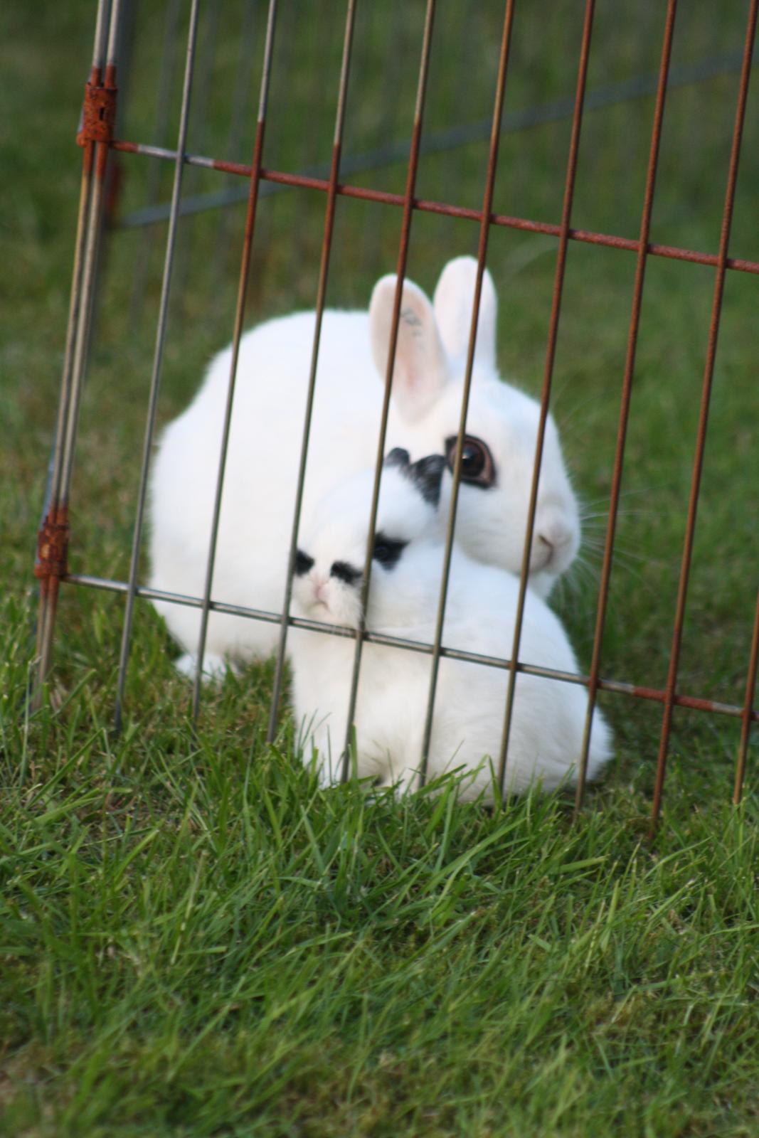 Kanin Diesel (Hermelin) billede 1