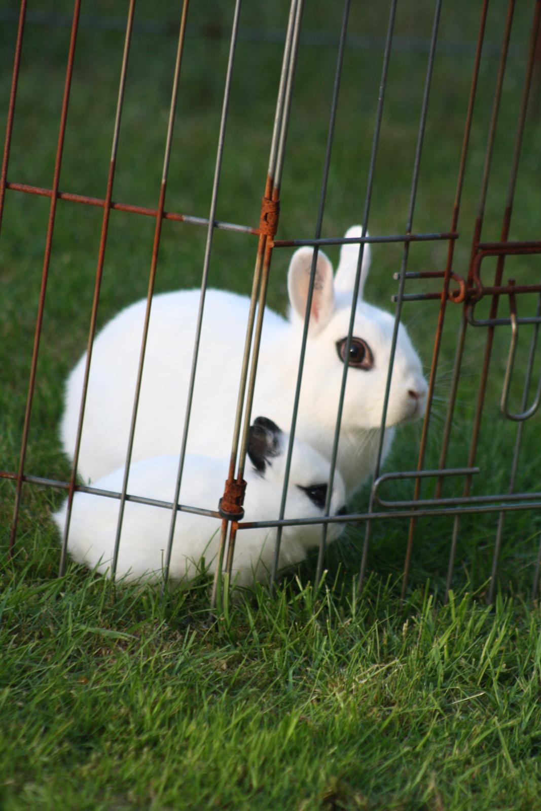 Kanin Diesel (Hermelin) billede 2