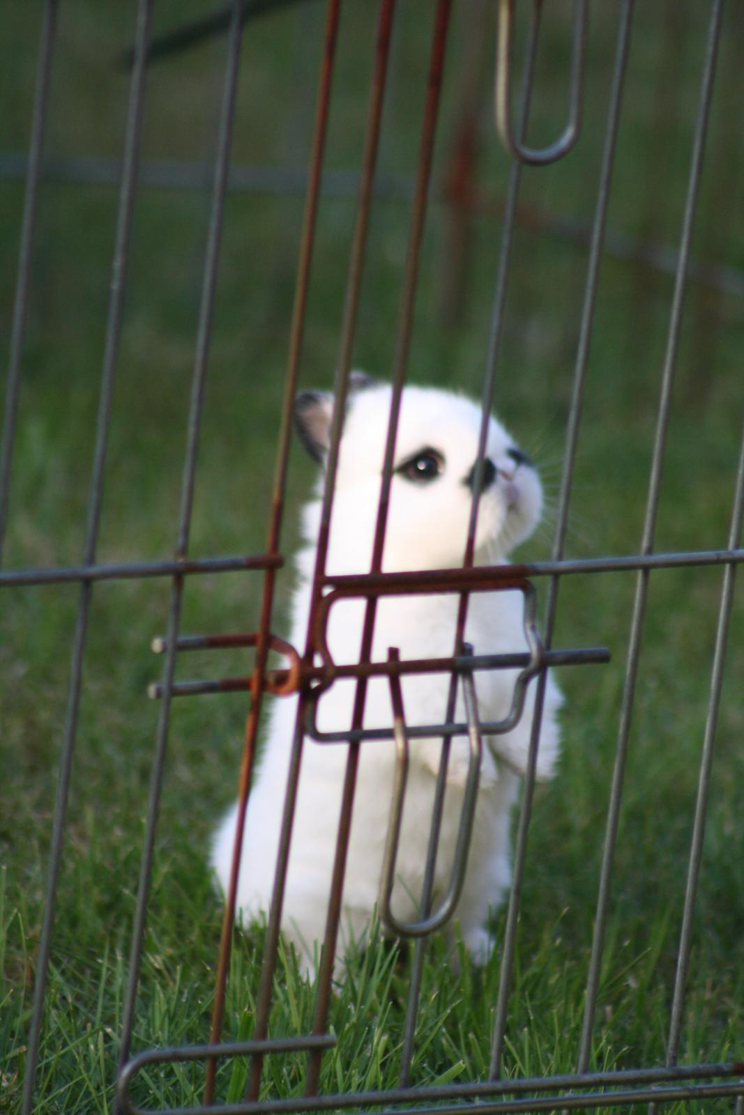 Kanin Diesel (Hermelin) billede 3