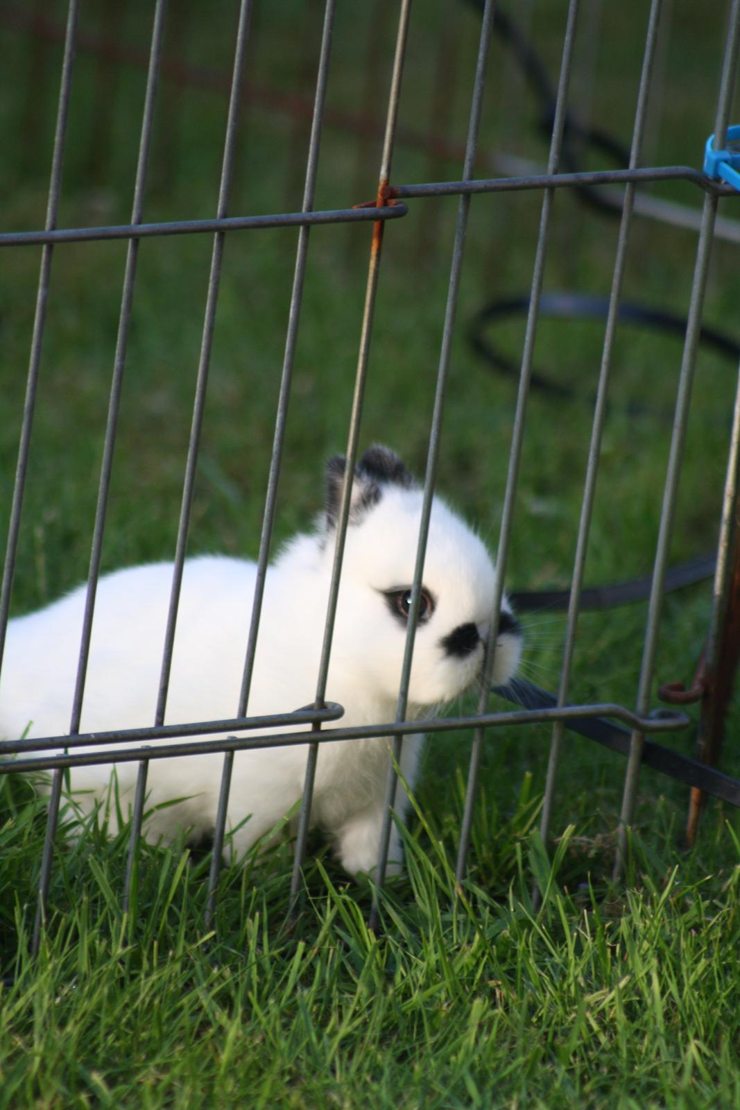 Kanin Diesel (Hermelin) billede 4