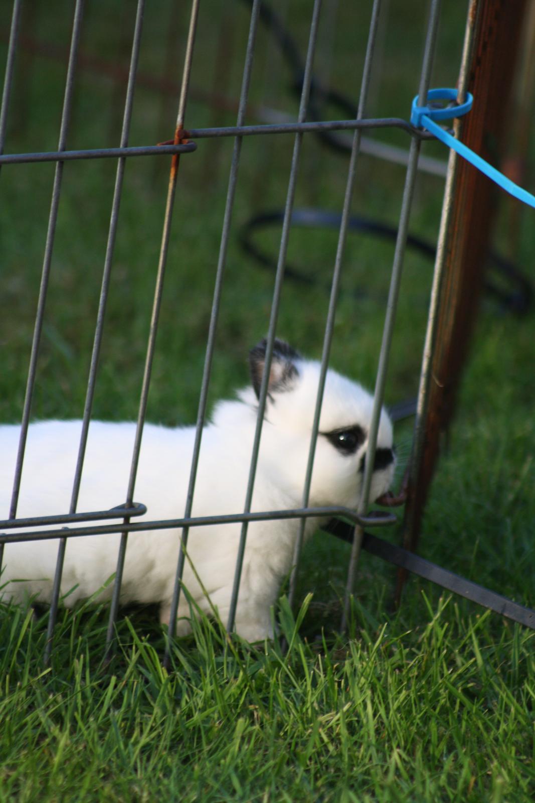 Kanin Diesel (Hermelin) billede 5