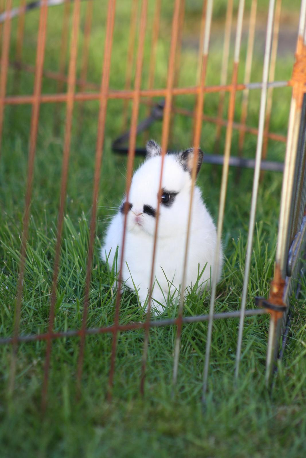 Kanin Diesel (Hermelin) billede 6