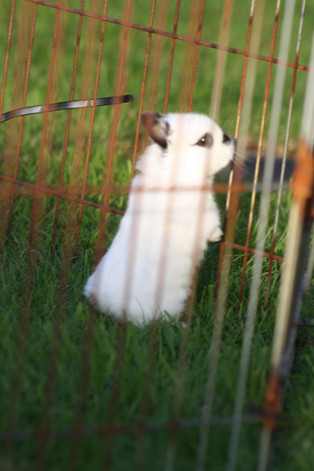 Kanin Diesel (Hermelin) billede 7