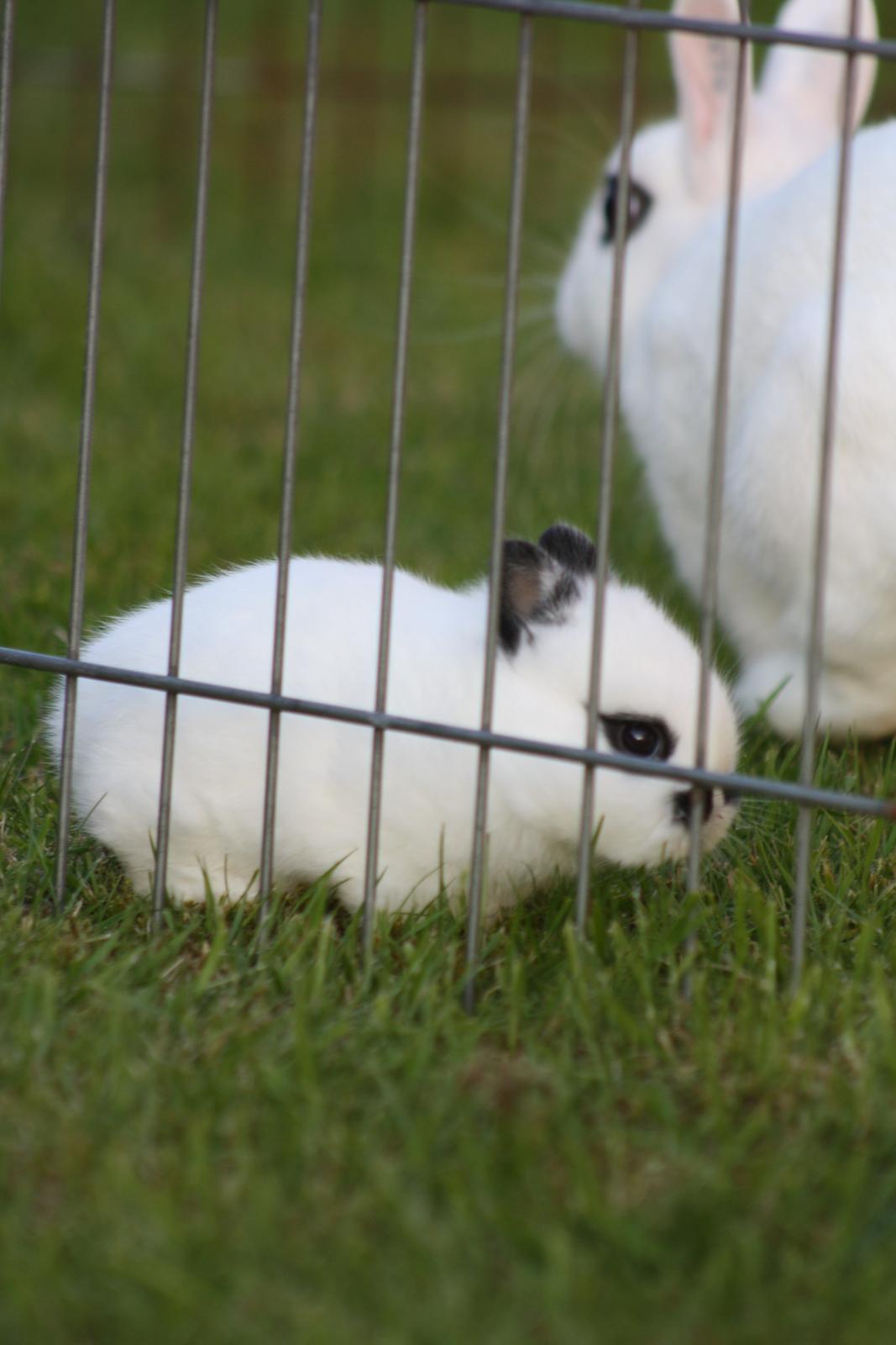 Kanin Diesel (Hermelin) billede 8