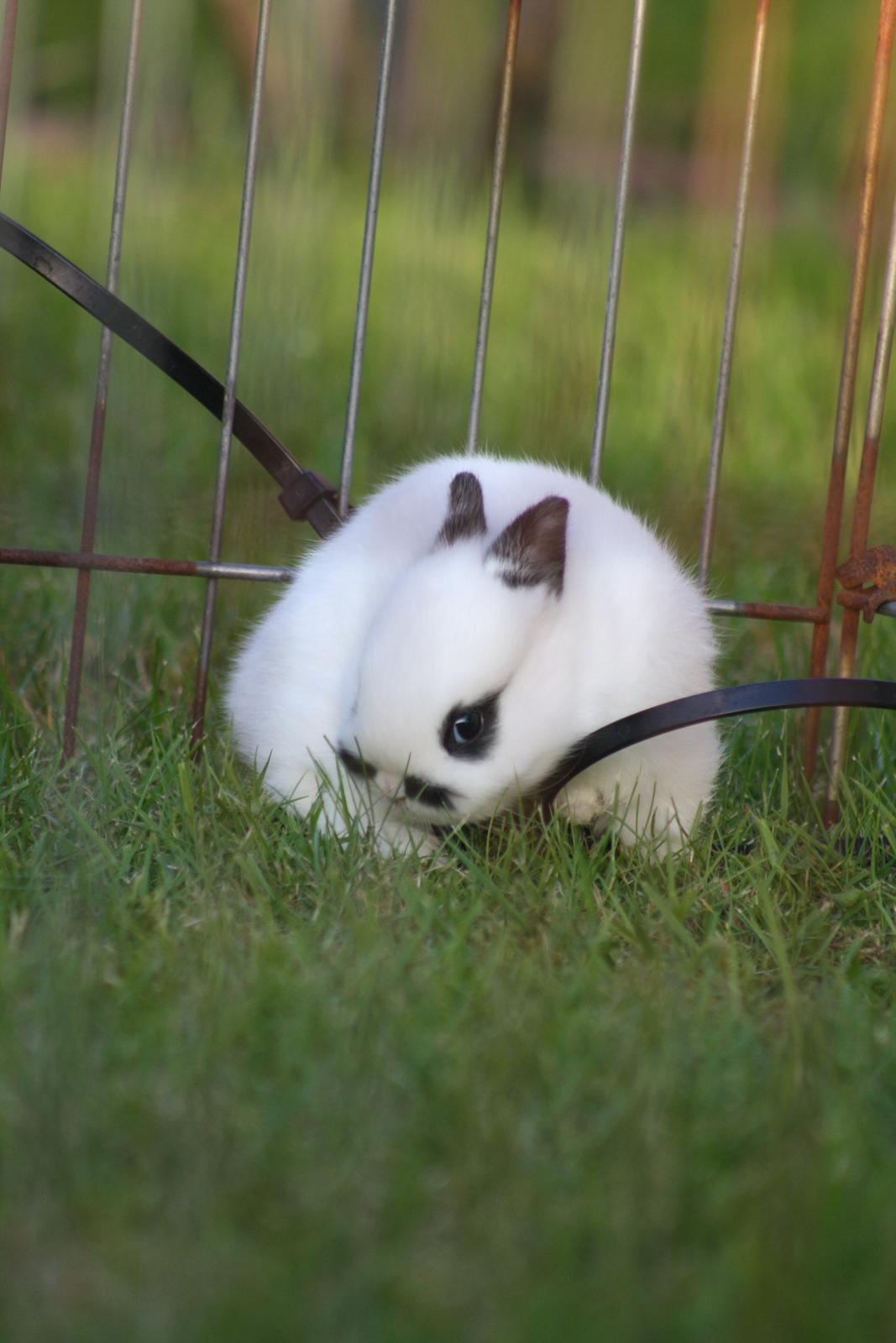 Kanin Diesel (Hermelin) billede 9