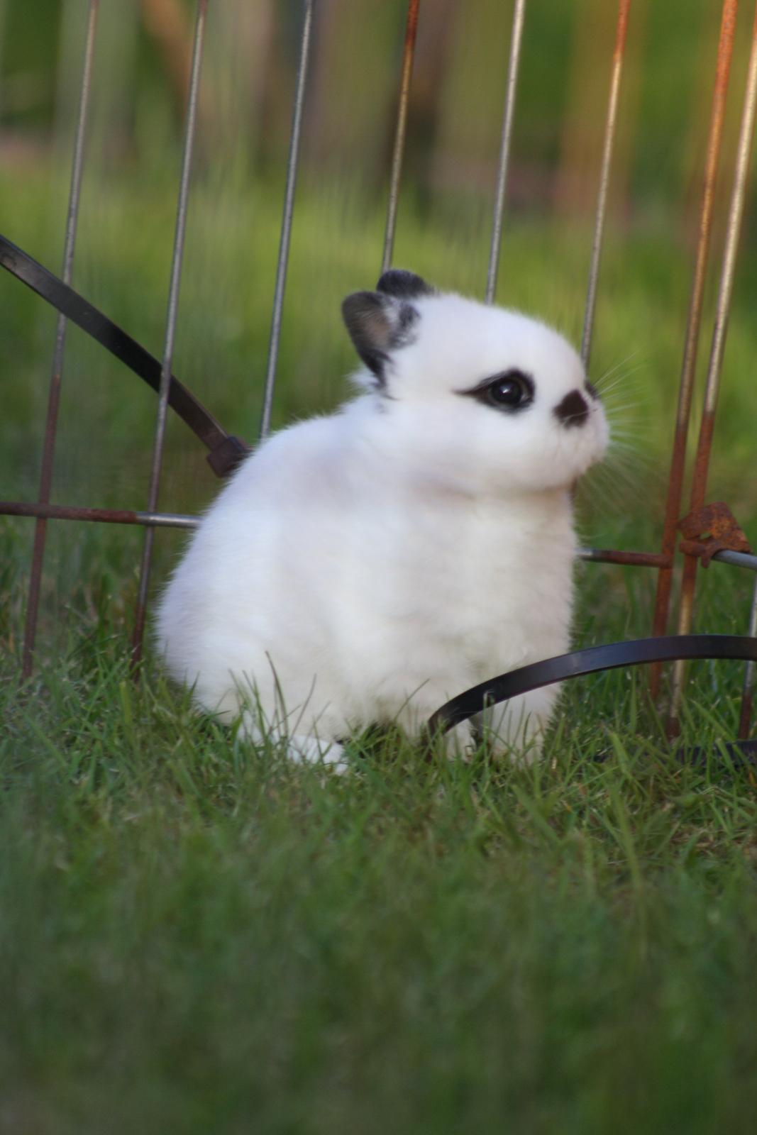 Kanin Diesel (Hermelin) billede 10