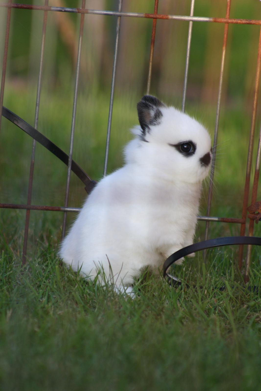 Kanin Diesel (Hermelin) billede 11