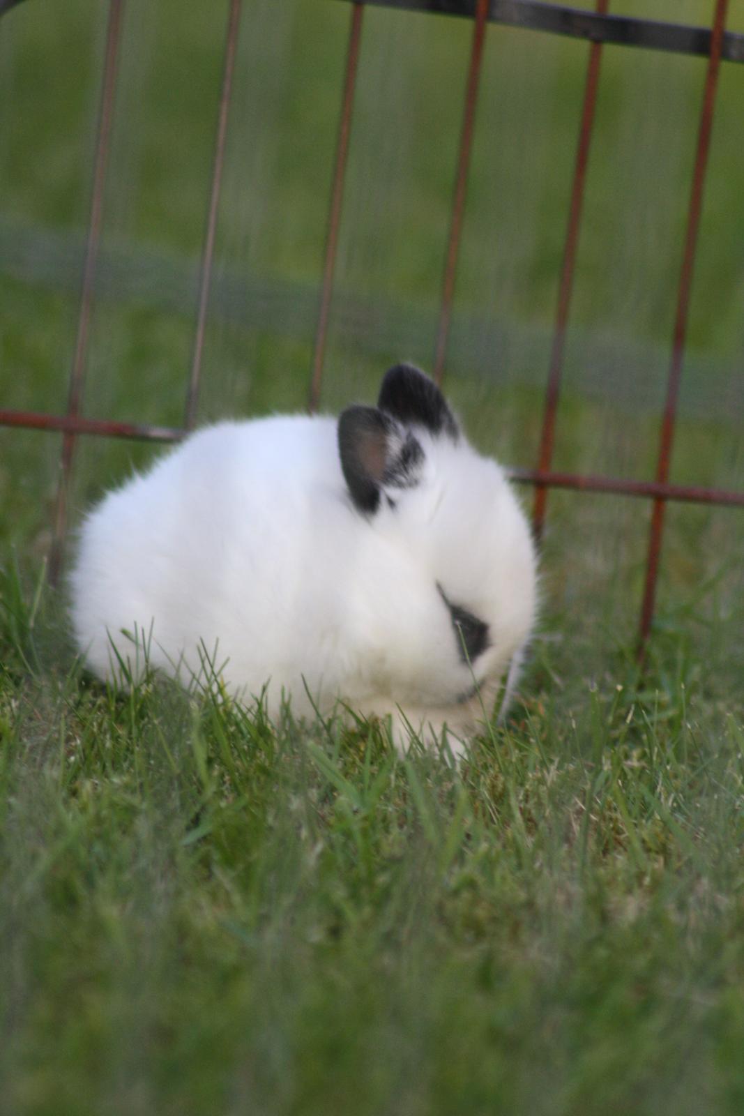 Kanin Diesel (Hermelin) billede 12