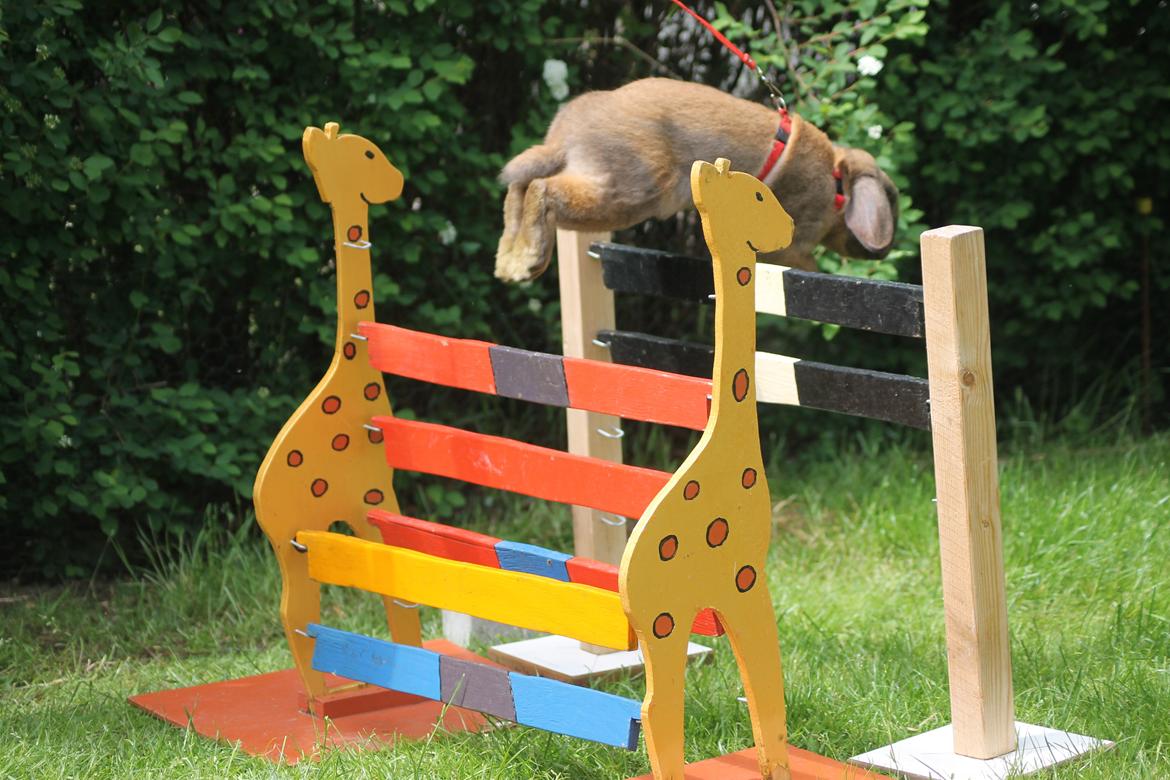 Kanin Ajtak's Dies Saturni billede 1