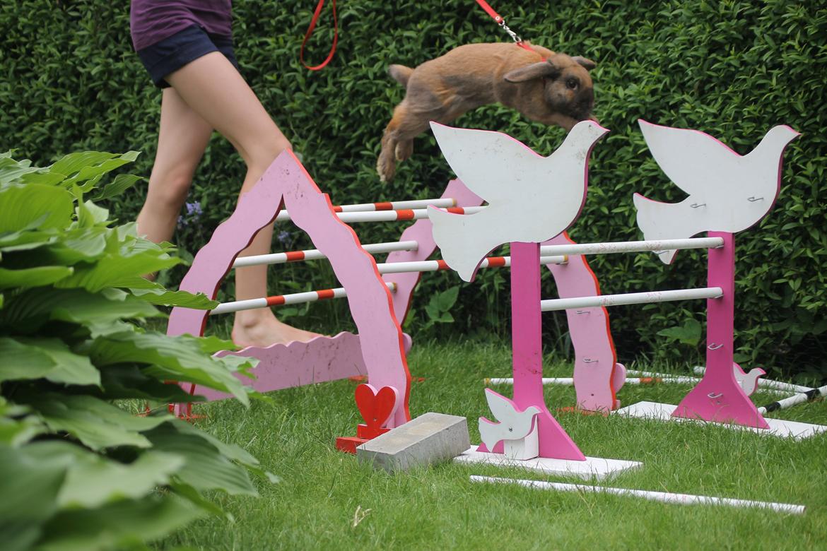 Kanin Ajtak's Dies Saturni billede 2