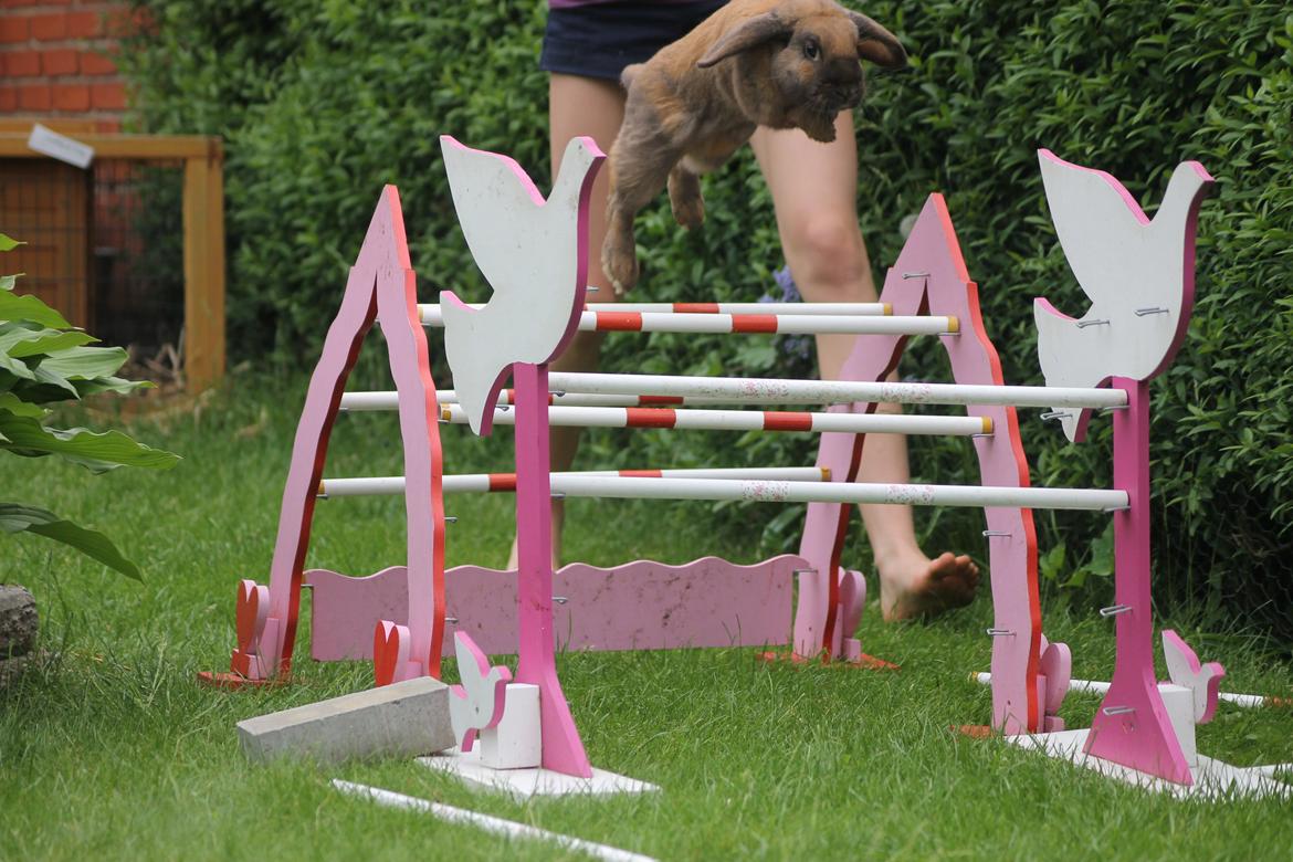 Kanin Ajtak's Dies Saturni billede 4