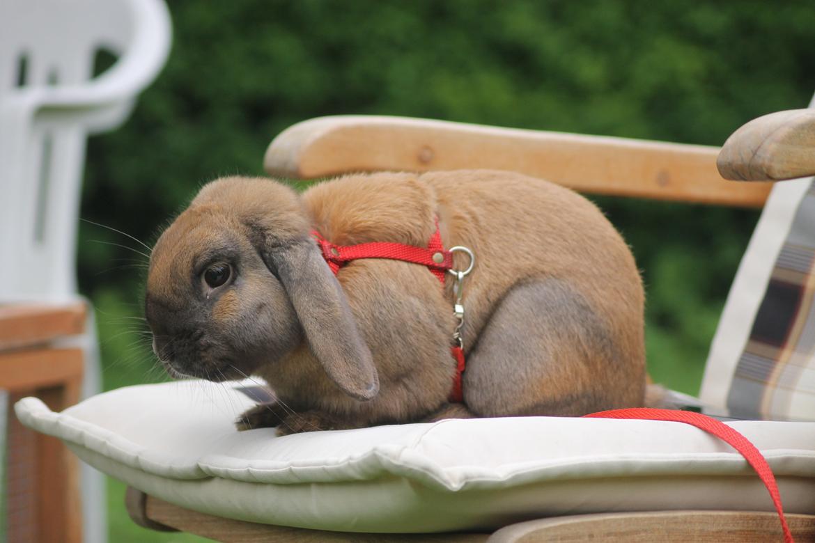 Kanin Ajtak's Dies Saturni billede 6