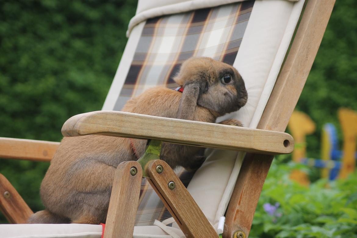 Kanin Ajtak's Dies Saturni billede 7