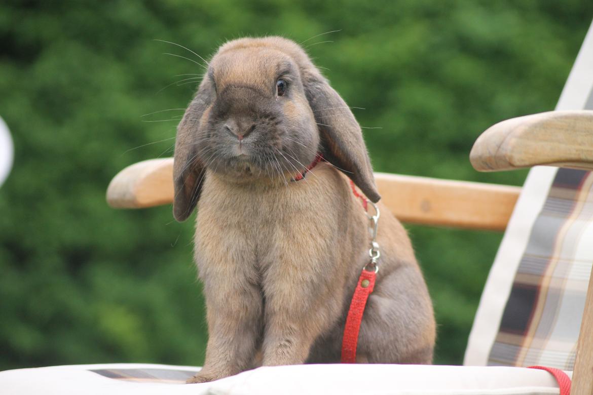 Kanin Ajtak's Dies Saturni billede 8