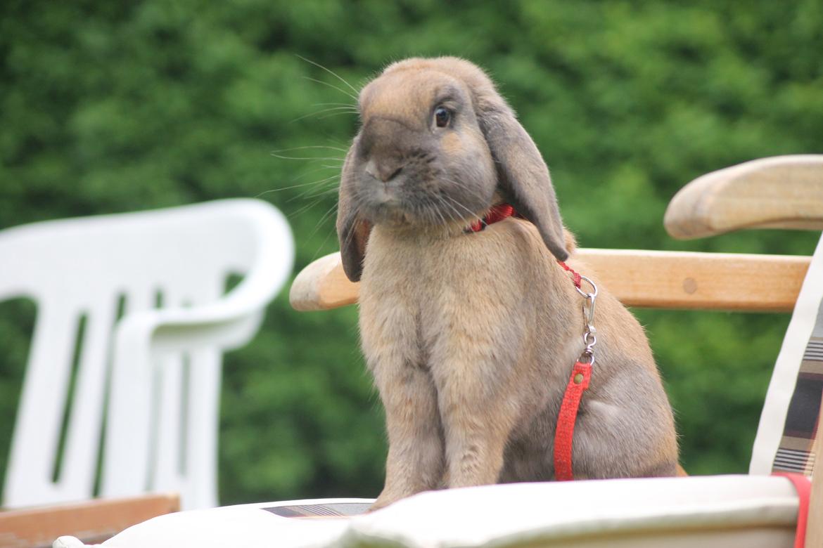 Kanin Ajtak's Dies Saturni billede 9