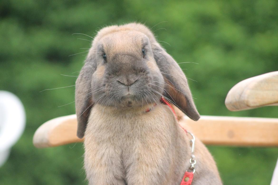 Kanin Ajtak's Dies Saturni billede 10