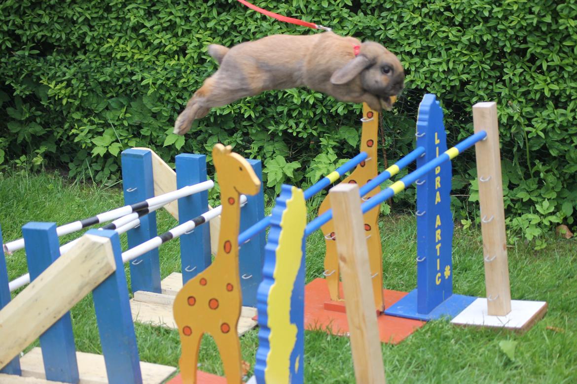 Kanin Ajtak's Dies Saturni billede 13