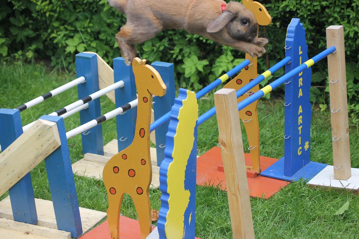 Kanin Ajtak's Dies Saturni billede 14