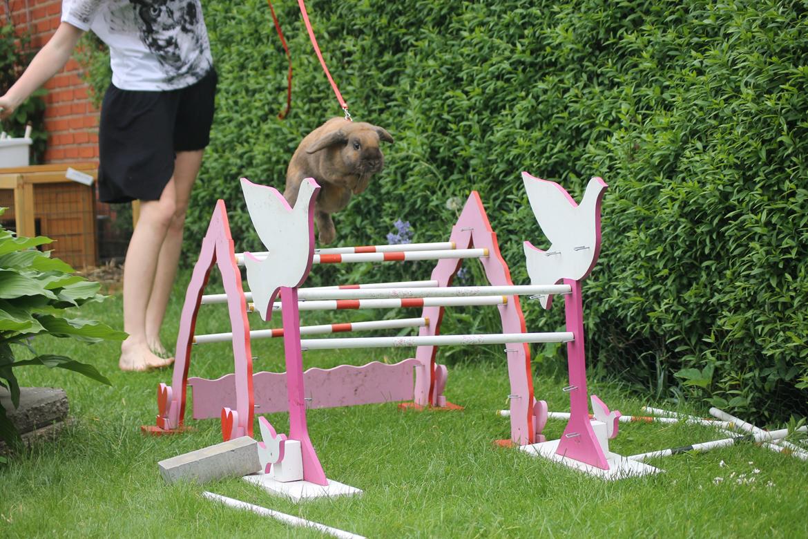 Kanin Ajtak's Dies Saturni billede 15