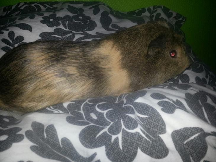 Marsvin Gustav billede 1